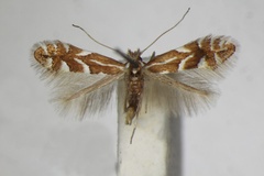 /filer/webapps/moths_gc/media/images/D/dubitella_Phyllonorycter_A_ZSM_3.jpg