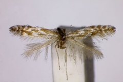 Phyllonorycter scopariella