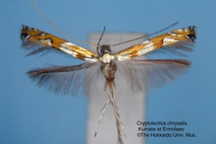 Cryptolectica chrysalis