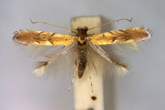 Phyllonorycter extincta