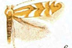 Phyllonorycter alnicolella