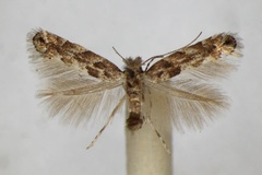 Phyllonorycter pastorella