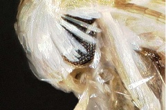 Phyllocnistis psittacanthusella