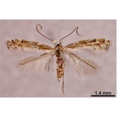 /filer/webapps/moths_gc/media/images/T/tecomae_Angelabella_Vargas-Ortiz-et-al_2020_2.jpg