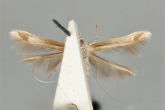 Cuphodes habrophanes