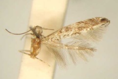 Conopobathra geraea