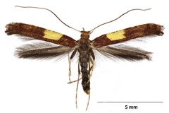 Caloptilia semifascia