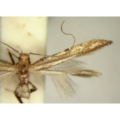 /filer/webapps/moths_gc/media/images/S/syngenica_Caloptilia_HT_TMSA5651.jpg