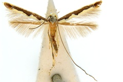 Cuphodes callimacha