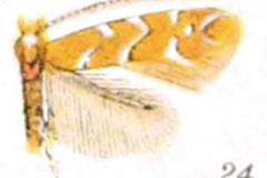 Cameraria fletcherella
