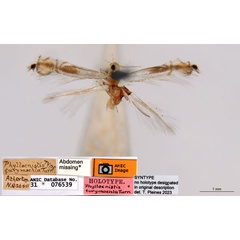 /filer/webapps/moths_gc/media/images/E/eurymochla_Phyllocnistis_ST_ANIC.jpg
