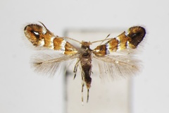 Hyloconis wisteriae