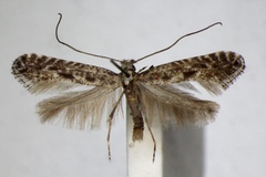 Parornix devoniella