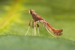 Caloptilia hemidactylella