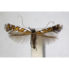 /filer/webapps/moths_gc/media/images/H/hofmanniella_Sauterina_A_ZSM_3.jpg