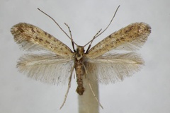 Sabulopteryx limosella