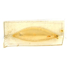 /filer/webapps/moths_gc/media/images/G/glochidia_Diphtheroptila_PT12_cocoon_ANIC.jpg