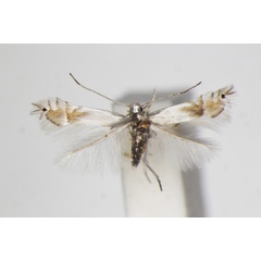 /filer/webapps/moths_gc/media/images/U/unipunctella_suffusella_Phyllocnistis_A_ZSM_3.jpg