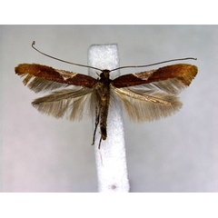 /filer/webapps/moths_gc/media/images/K/kurokoi_Caloptilia_A_EIHU.jpg