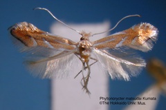 Phyllonorycter matsudai