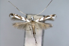 Borboryctis euryae