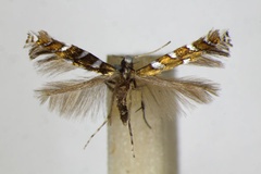 Sauterina hofmanniella