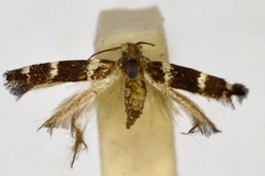 Acrocercops euargyra