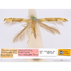 /filer/webapps/moths_gc/media/images/E/enchlamyda_Acrocercops_ST1_ANIC.jpg