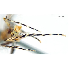 /filer/webapps/moths_gc/media/images/K/kakadu_Crotona_HT_legs_De-Prins-etal_2025_38.jpg