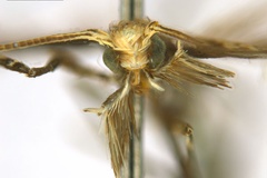 Diphtheroptila oxyloga