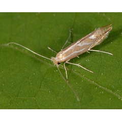 /filer/webapps/moths_gc/media/images/L/lapadiella_Phyllonorycter_A_PathPiva.jpg