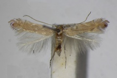 Phyllonorycter delitella