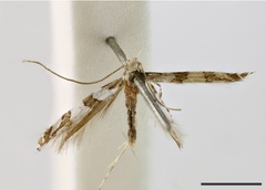 /filer/webapps/moths_gc/media/images/A/argocosma_Acrocercops_ST_1404558_BMNH.jpg