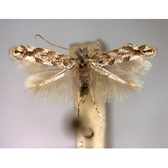 /filer/webapps/moths_gc/media/images/C/comparella_Phyllonorycter_A_EIHU.jpg