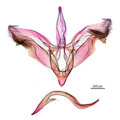 /filer/webapps/moths_gc/media/images/K/kuranda_Liocrobyla_HT_GM_ANIC.jpg