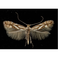 /filer/webapps/moths_gc/media/images/B/blancardella_Phyllonorycter_A_Arzl05021972_MHNG.jpg