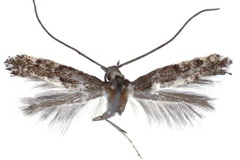 Metriochroa carreteriaella