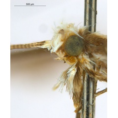 /filer/webapps/moths_gc/media/images/B/breynella_Diphtheroptila_PT2_head2_ANIC.jpg