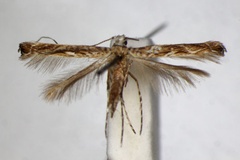 Stomphastis conflua