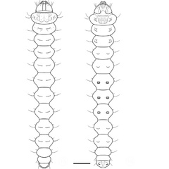 /filer/webapps/moths_gc/media/images/C/chilensis_Leurocephala_larva_Pereira-et-al_2017.jpg