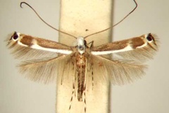 Amblyptila strophanthina