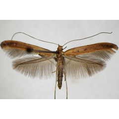 /filer/webapps/moths_gc/media/images/E/elongella_Caloptilia_A_ZSM.jpg