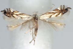 Phyllonorycter leucocorona