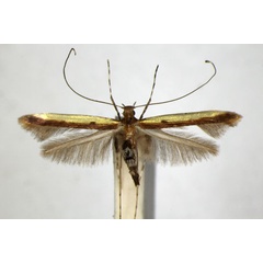 /filer/webapps/moths_gc/media/images/S/staintoni_Caloptilia_A_ZSM_3.jpg