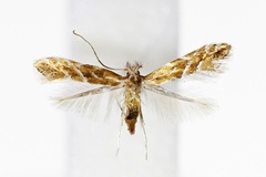 Phyllonorycter styracis