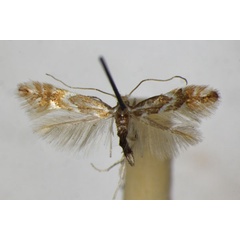 /filer/webapps/moths_gc/media/images/M/monspessulanella_Phyllonorycter_A_ZSM_2.jpg