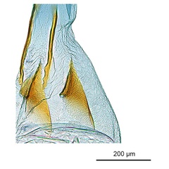 /filer/webapps/moths_gc/media/images/B/braidella_Parectopa_HT_GF_signa_ANIC.jpg