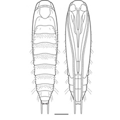 /filer/webapps/moths_gc/media/images/U/universitaria_Vallissiana_pupa_Pereira-et-al_2019_150.jpg