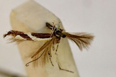 Acrocercops ophiodes