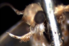 Phyllonorycter aurifascia